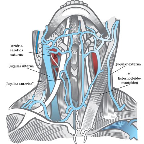 Acesso Venoso Central Jugular
