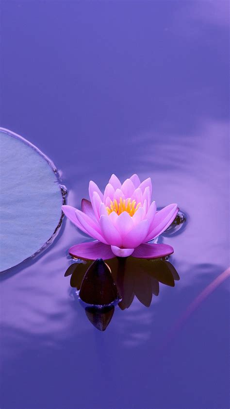 Lotus Flower Images Hd Wallpaper Download Gambar Bung
