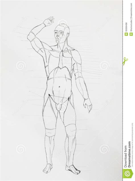 Human Front Body Pencil Drawing Royalty Free Stock Photos Image 35006498