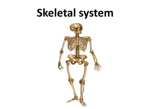 Muscular Skeletal System