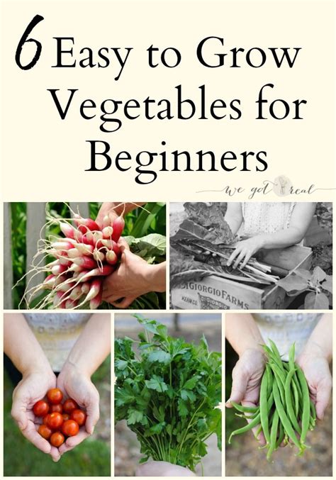 6 Easy To Grow Vegetables For Beginners Easy Vegetables