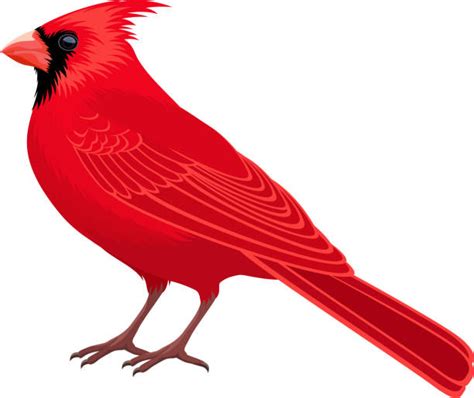 Flying Cardinal Vector Sticker Clipart Bird With A Re