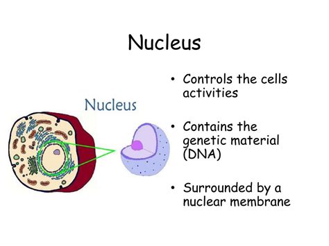 Both plant and animal cells contain organelles. PPT - The Animal Cell Key Concept: Eukaryotic cells ...