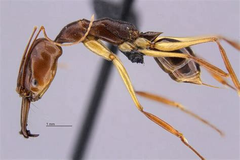 Odontomachus Rixosus Antwiki