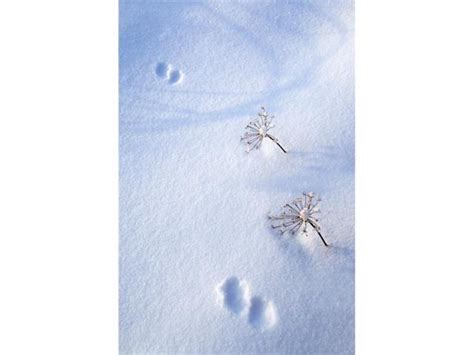 Posterazzi Dpi1884111large Animal Footprints In Fresh