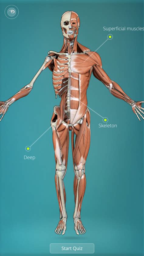 While some people are naturally at a higher risk of weaker bones than others, there are many things you can do to build stronger bones throughout your life. Anatomy Quiz - muscles and bones: Amazon.es: Appstore para ...