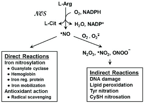 Nitric Oxide No Generation By Nitric Oxide Synthase Nos Enzymes