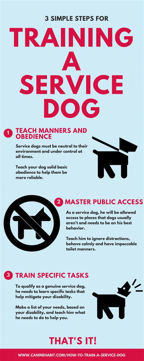 Infographic How To Train A Service Dog Canine Habit
