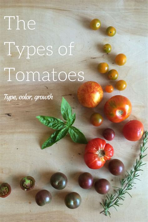 The Types Of Tomatoes