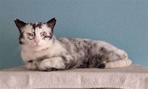 Rescued Cat With Rare Condition Changes Colors Due To Vitiligo The Dodo