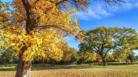 2560x1440 Park Autumn Trees 1440p Resolution Wallpaper
