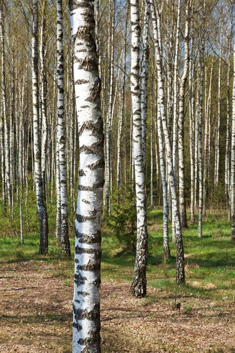 Types Of Birch Trees In Oregon My Hobby
