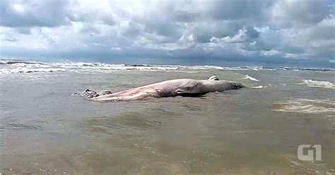 G1 Baleia Com Cerca De 40 Toneladas é Encontrada Morta Na Praia De Imbé Notícias Em Rio