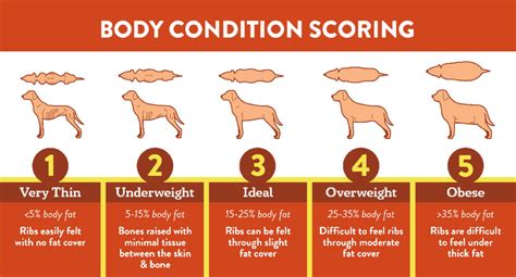How Do You Know If Your Dog Is Overweight Tips For A Healthy Pup