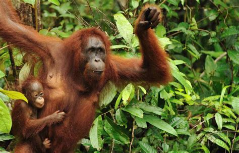 Borneo Kalimantan Rainforest For The World Generasi Biologi