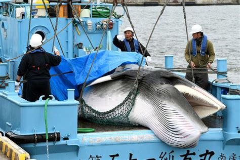Japan Is Again Hunting Whales What Can Be Done Lowy Institute