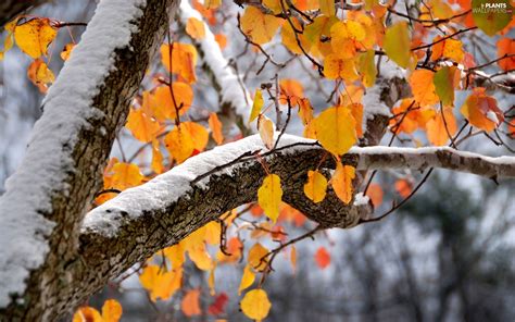 Winter Snow Trees Autumn Leaf Plants Wallpapers 2560x1600