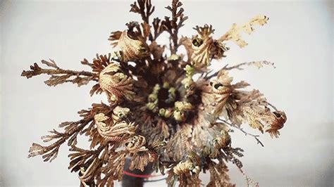 13 compass rose art with traditional. Timelapse of Dormant 'Rose of Jericho' Plants Exploding to ...