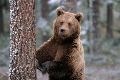 You can download the wallpaper and utilize it for your desktop pc. Bear in Jungle Wallpaper | HD Wallpapers