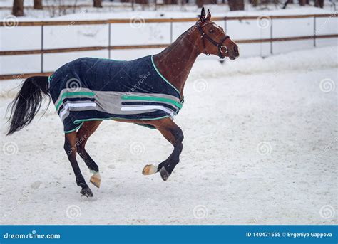 Domestic Bay Horse Walking In The Snow Paddock In Winter The Horse In