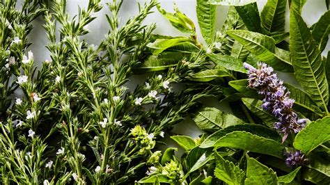 5 Types Of Herbs In Mexican Culinary Culture Worth Trying To Grow