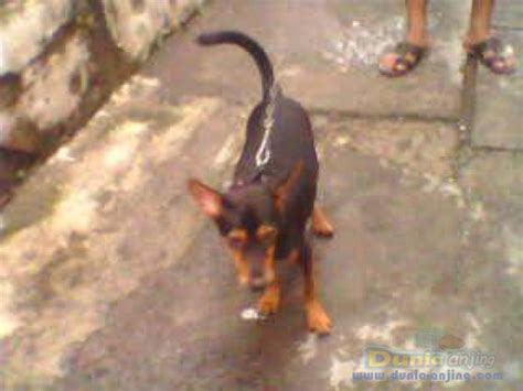 Dunia Anjing Jual Anjing Lainnya Mix Breed Anjing Mix Breed Mini