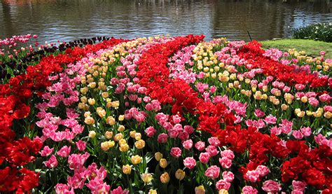 Desktop Wallpapers Netherlands Keukenhof Gardens Tulips Park Flower