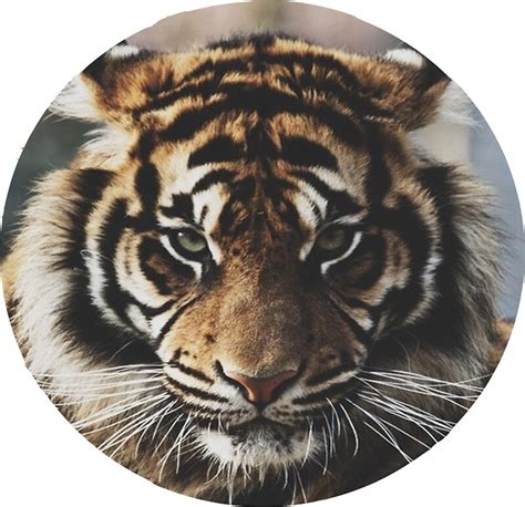 Tiger Face Stickers By Mkcvte Redbubble