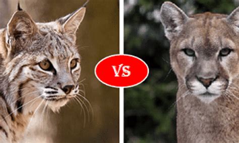 Chemisier Reconnaissance Une Nuit Difference Between Puma Cougar And