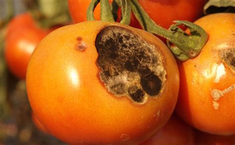 Tomato Diseases And Pests Description Uses Propagation