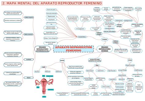 Mapa Mental Aparato Reproductor Femenino Mar Udocz