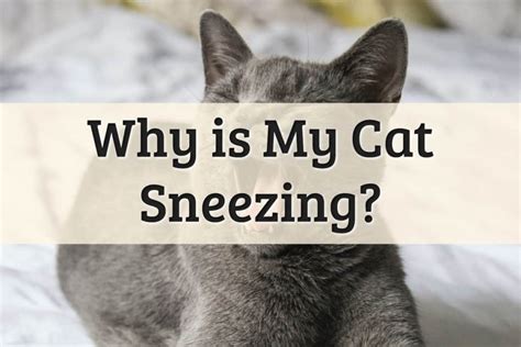 6 Reasons Why Your Cat Is Sneezing 2022 Complete Guide