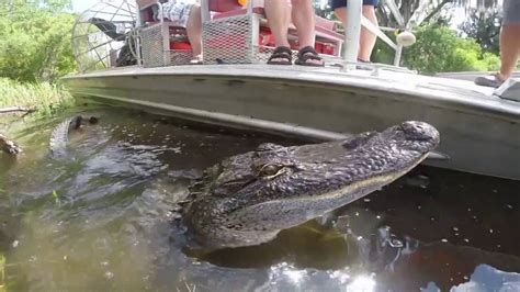 Swamp Tours South Of New Orleans By Airboat Youtube