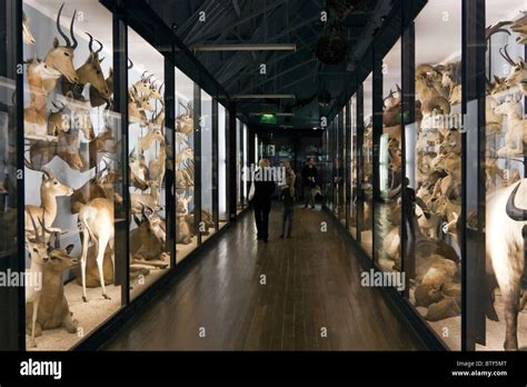Natural History Museum Of Tring Hertfordshire Stock Photo Alamy