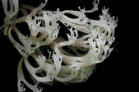 White Fungus Growing On Dead Tree Stock Image Colourbox