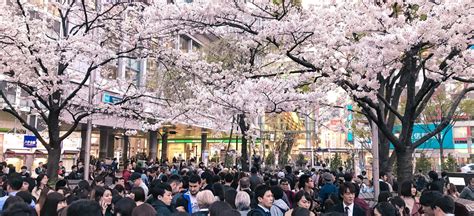 10 Cherry Blossom Spots In Tokyo Where To See The Best Sakura
