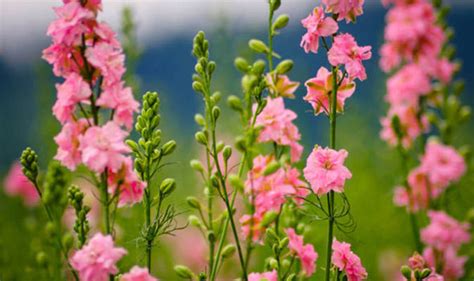 They are also able to grow in southern zones. British Flowers Week and five of the best cut flowers to ...