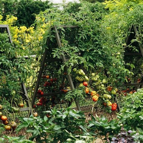 A Great Idea For Growing Your Vertically Tomato Trellis Tomato Vine