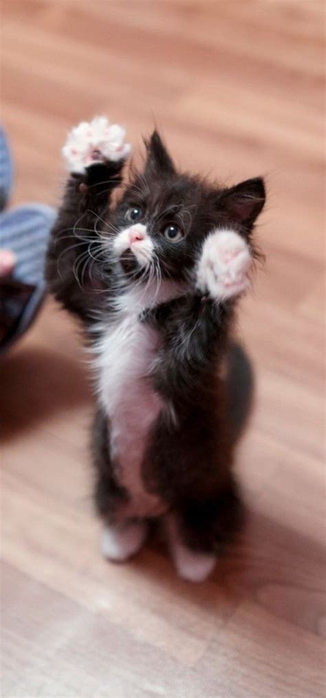 Pinterest Kittens Cutest Cute Baby Animals Cute Animals