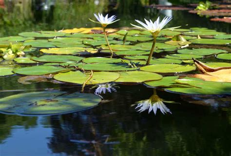 池塘里的莲花图片 生长在池塘里的莲花素材 高清图片 摄影照片 寻图免费打包下载