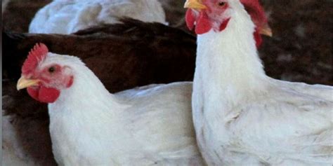 Vt Poultry Farmers Take Precautions Against Avian Flu