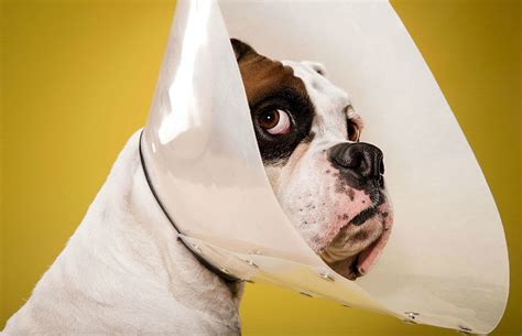 13 Dogs Magnificently Captured In Their Cones Of Shame Barkpost