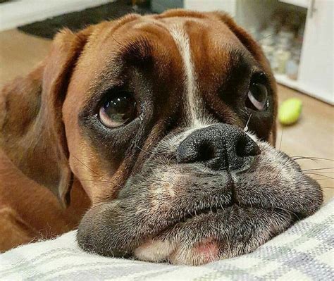 This Face ️ Boxerdog Boxerlove Boxer And Baby Boxer Love I Love