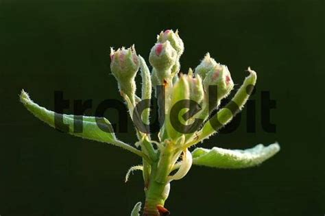 Flowering pear, callery pear 'trinity'. pear tree buds Pyrus communis - Download Nature