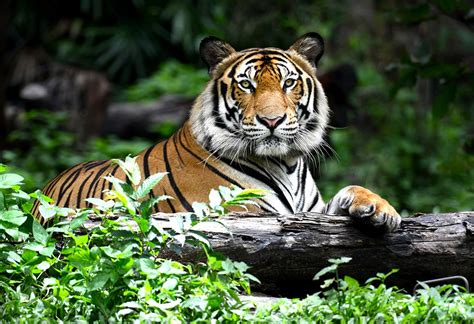 Interesting Tiger Facts And Information For Kids