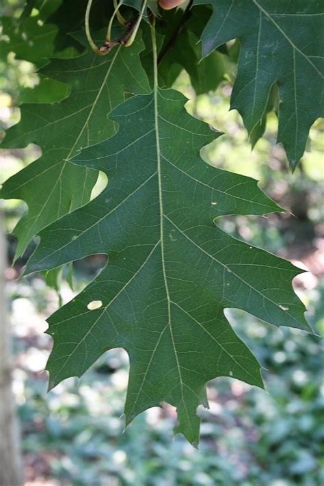 Northern Red Oak The Morton Arboretum