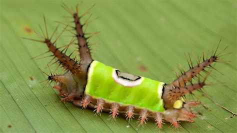 5 Of The Worlds Most Toxic Caterpillars