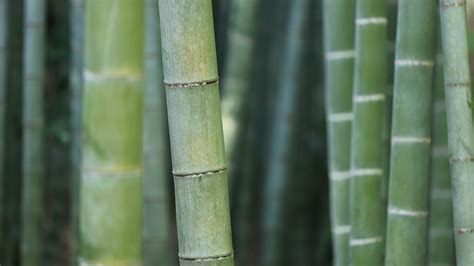 Bamboo Trees Bamboo Trees Green Nature Hd Wallpaper Wallpaper Flare