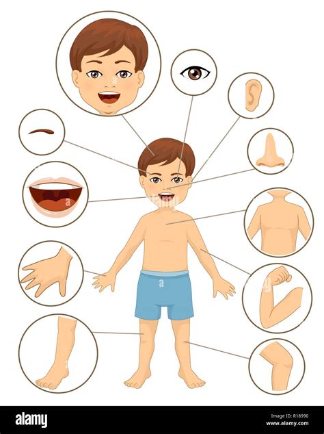 Illustration Of A Kid Boy With Different Parts Of The Body For Teaching