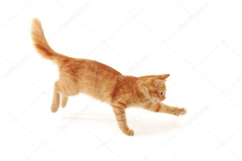Kitten Jumping — Stock Photo © Khorzhevska 12123692